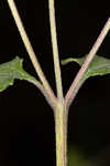Snow squarestem
